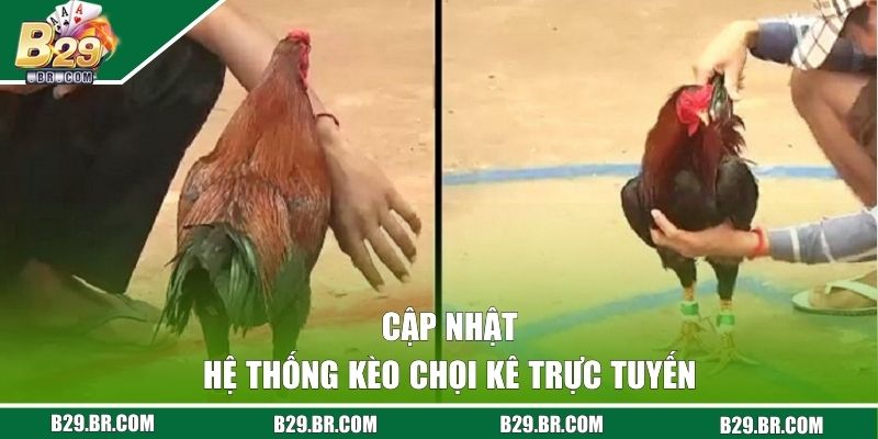 Cập nhật hệ thống kèo chọi kê trực tuyến