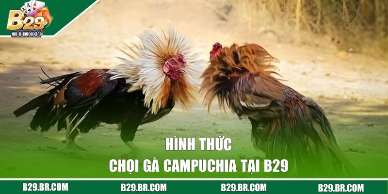 Hình thức chọi gà Campuchia tại B29